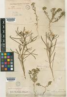 Iberis acutiloba Bertol. [family CRUCIFERAE]