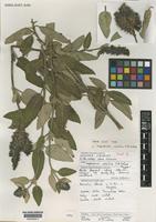 Type of Lepechinia velutina J.R.I.Wood [family LABIATAE]
