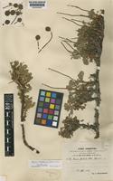 Type of Acaena floribunda Bitter [family ROSACEAE]