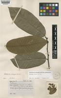 Rollinia insignis R.E.Fr. [family ANNONACEAE]
