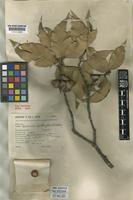 Holotype of Quercus apiophylla E.F.Warb. [family FAGACEAE]