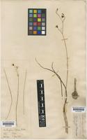 Oziroe biflora (Ruiz & Pav.) Speta [family HYACINTHACEAE]