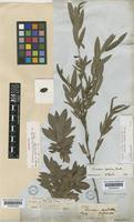 Eriosema crinitum (Kunth) G.Don. var. stipulare (Benth.) Fortunato [family LEGUMINOSAE-PAPILIONOIDEAE]