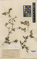 Isolectotype of Solanum curtipes Bitter [family SOLANACEAE]