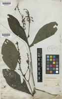 Pseuderanthemum detruncatum (Nees & Mart.) Radlk. [family ACANTHACEAE]