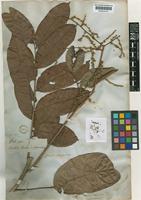 Porocystis toulicioides Radlk. [family SAPINDACEAE]