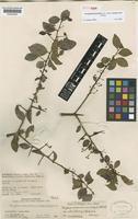Holotype of Gymnosporia gracilis Loes. subsp. usambarensis Jordaan [family CELASTRACEAE]