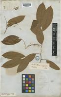 Type of Crudia oblonga Benth. [family LEGUMINOSAE-CAESALPINIOIDEAE]