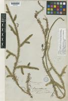 Isotype of Lycopodium longipes Hook. & Grev. [family LYCOPODIACEAE]