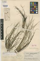 Isotype of Isoetes triangula U.Weber [family ISOETACEAE]