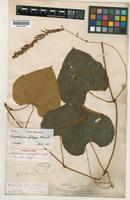 Holotype of Ampelocissus ascendiflora Latiff [family VITACEAE]