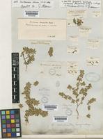 Guilleminea densa (Humb.&Bonpl. ex Schult.) Moq. [family AMARANTHACEAE]