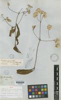 Isotype of Brandesia pycnantha Benth. [family AMARANTHACEAE]