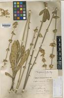 Type of Gomphrena eriocalyx Lopr. [family AMARANTHACEAE]
