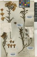 Cordia decandra Hook. & Arn. [family BORAGINACEAE]