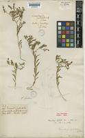 Nierembergia pulchella Miers [family SOLANACEAE]