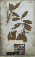 Matayba spruceana (Benth.) Radlk. [family SAPINDACEAE]