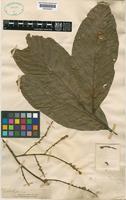 Matayba adenanthera Radlk. [family SAPINDACEAE]