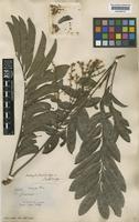 Matayba leucodictya Radlk. [family SAPINDACEAE]