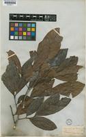 Matayba glaberrima Radlk. [family SAPINDACEAE]