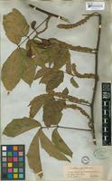 Paullinia spicata Benth. [family SAPINDACEAE]