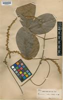 Paullinia hystrix Radlk. [family SAPINDACEAE]