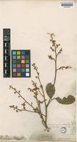 Cupania rigida Radlk. [family SAPINDACEAE]