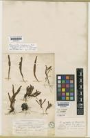 Grammitis poeppigiana (Mett.) Pic.Serm. [family GRAMMITIDACEAE]