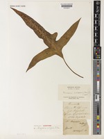 Syntype of Drynaria vulgaris J.Sm. [family POLYPODIACEAE]