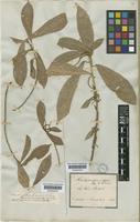 Acalypha prunifolia Nees & Mart. [family EUPHORBIACEAE]