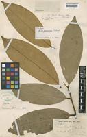 Aniba percoriacea C.K.Allen [family LAURACEAE]