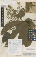 Syntype of Ocotea tomentella Sandwith [family LAURACEAE]