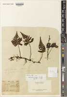 Type of Davallia cumingii Hook. [family DAVALLIACEAE]