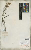 Isosyntype of Senecio cannabinifolius Hook. & Arn. [family COMPOSITAE]