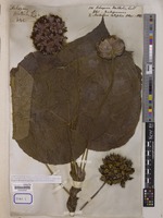 Dombeya wallichii (Lindl.) Baill. [family STERCULIACEAE]