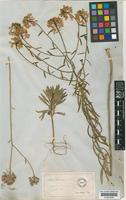 Iberis intermedia Guersent [family CRUCIFERAE]