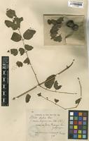 Melia azedarach L. [family MELIACEAE]