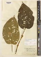 Isotype of Premna cumingiana Schauer f. dentata [family LAMIACEAE]