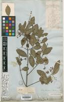 Holotype of Euonymus fortunei (Turcz.) Hand.-Mazz. [family CELASTRACEAE]