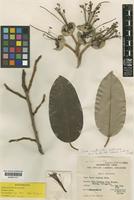 Durio wyatt-smithii Kosterm. [family BOMBACACEAE]