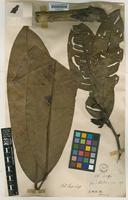 Goniothalamus hookeri Thwaites [family ANNONACEAE]