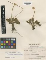 Isotype of Ranunculus habbemensis Merr. & L.M.Perry [family RANUNCULACEAE]