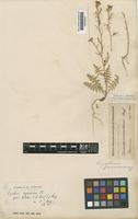Sisymbrium septulatum DC. [family CRUCIFERAE]