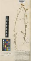 Sisymbrium pakistanicum Jafri [family CRUCIFERAE]