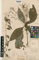 Impatiens radiata Hook.f. [family BALSAMINACEAE]