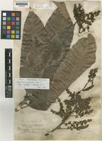 Lectotype of Mangifera pentandra Hook.f. [family ANACARDIACEAE]
