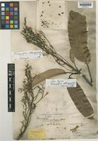 Isotype of Mangifera oblongifolia Hook.f. [family ANACARDIACEAE]