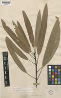 Isotype of Mangifera macrocarpa Blume [family ANACARDIACEAE]