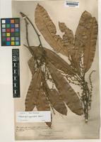Melanochyla angustifolia Hook.f. [family ANACARDIACEAE]