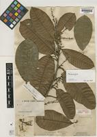 Type of Melanochyla borneensis (Ridl.) Ding Hou [family ANACARDIACEAE]